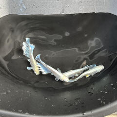 ①エメキンメダカ稚魚（１ｃｍ前後)７匹セット（容器付き：３枚目写真）