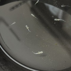 ①エメキンメダカ稚魚（１ｃｍ前後)７匹セット（容器付き：３枚目写真）の画像