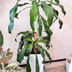 ドラセナ　観葉植物　　陶器鉢　インテリアの画像