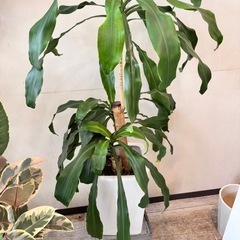 ドラセナ　観葉植物　　陶器鉢　インテリア