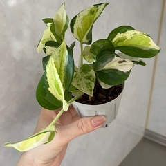 ポトス グローバル ３株植え