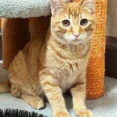 見た目のいい猫二匹