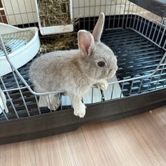 ネザーランドワーフ