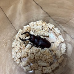 ノコギリクワガタ 野外品 成虫ペア