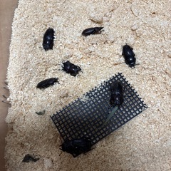 ノコギリクワガタ 野外品 成虫ペアの画像