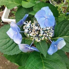 アジサイ大輪の花の画像