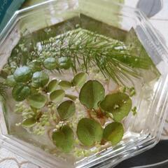 水草　3種セット
