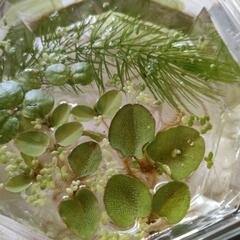 水草　3種セットの画像