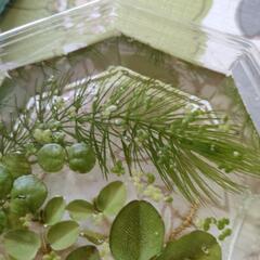水草　3種セットの画像