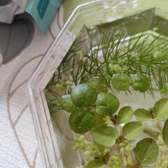 水草　3種セットの画像