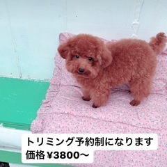 トリミング予約受付中3800円〜