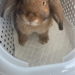 迷子うさぎです