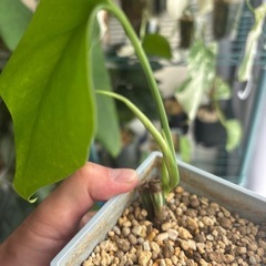 斑入りモンステラ　ボルシギアナ　ホワイトタイガー　観葉植物の画像