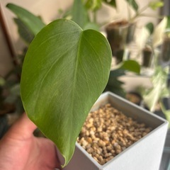 斑入りモンステラ　ボルシギアナ　ホワイトタイガー　観葉植物の画像