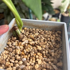斑入りモンステラ　ボルシギアナ　ホワイトタイガー　観葉植物の画像