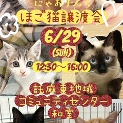 🐱子猫🐱保護猫譲渡会のご案内🐈🐈‍⬛託麻東地域コミュニティ…