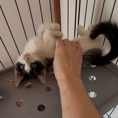 甘えん坊でかわいいお顔のハチワレくん　2ヶ月