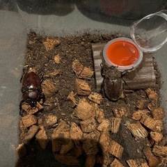 カブトムシの画像