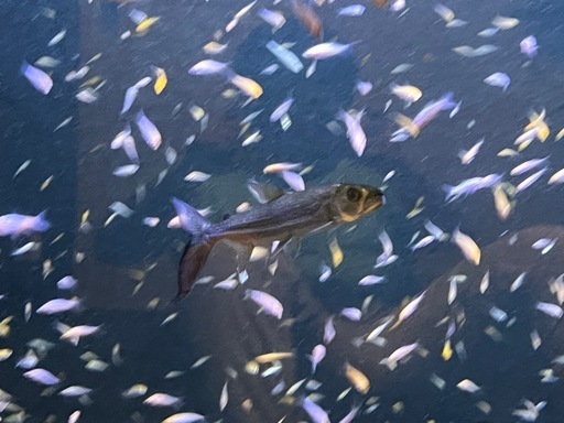 ゴリアテタイガー　ゴライアスタイガーフィッシュ