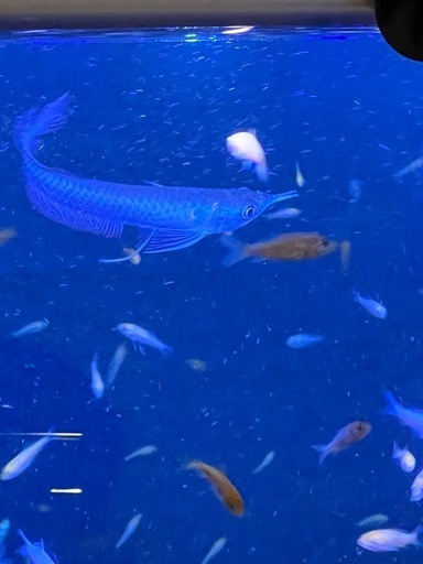 ゴリアテタイガー　ゴライアスタイガーフィッシュ
