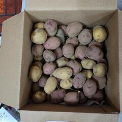 【お取引先決定済】チビジャガイモ4kg