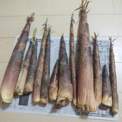 お話中【訳あり】たけのこ大小さまざま