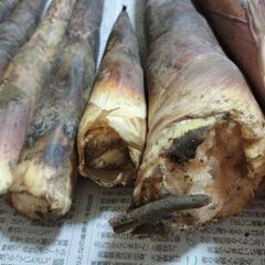 お話中【訳あり】たけのこ大小さまざまの画像