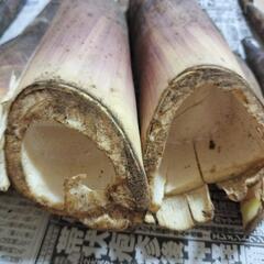 お話中【訳あり】たけのこ大小さまざまの画像