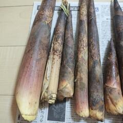 お話中【訳あり】たけのこ大小さまざまの画像