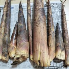 お話中【訳あり】たけのこ大小さまざまの画像