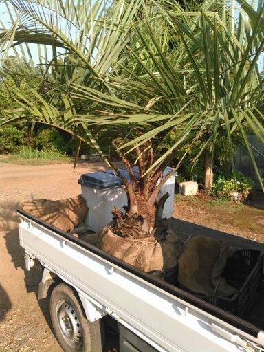 ココスヤシ7月15日までの受付追記あり