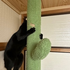 再度募集します。キャットタワー突っ張り型の画像