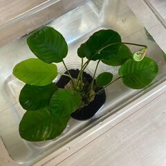 【ステータス更新 6/27】水草 アヌビアス ナナ 切り株 （株分け）の画像