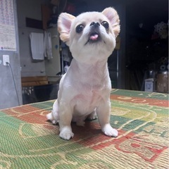 シャンプー🐩　トリミング　予約受付中🐶