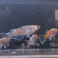 朱光菊メダカ7匹の画像
