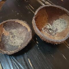 【一点のみ】ヤシの画像