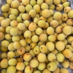 群馬産　黄色い梅　南高梅5キロ