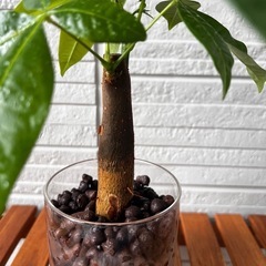 観葉植物　パキラ 26センチの画像
