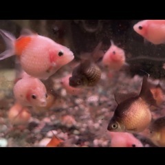 金魚 ピンポンパール　