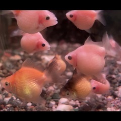 金魚 ピンポンパール　の画像