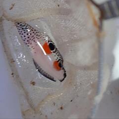 カンムリベラ幼魚