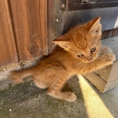 里親募集 − 広島県