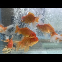 金魚 ジャンボオランダ獅子頭の画像