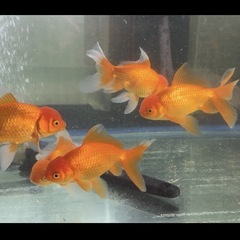 金魚 ジャンボオランダ獅子頭の画像