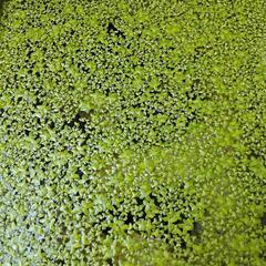 アオウキクサ 浮草 水草  小さめの画像