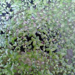 アオウキクサ 浮草 水草  小さめの画像