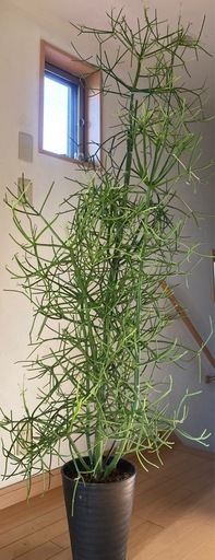 観葉植物 ミルクブッシュ [大型] 180cm