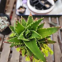 アロエ不夜城と丸葉万年草の画像