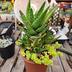 ランキングキーワードに紐づく投稿画像-多肉植物