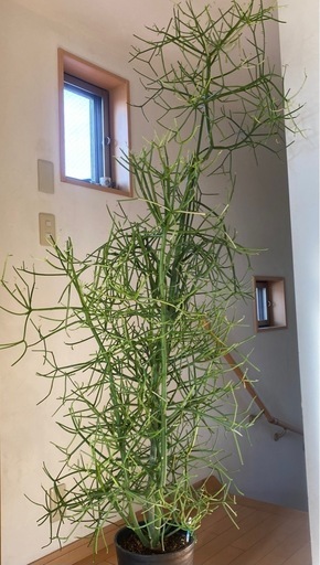 観葉植物 ミルクブッシュ [大型] 180cm